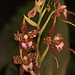 20120301 7395RAw [D~LIP] Orchidee, Bad Salzuflen: Orchideenschau