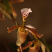 20120301 7394RAw [D~LIP] Orchidee, Bad Salzuflen: Orchideenschau