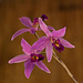 20120301 7393RAw [D~LIP] Orchidee, Bad Salzuflen: Orchideenschau