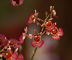 20120301 7392RAw [D~LIP] Orchidee, Bad Salzuflen: Orchideenschau