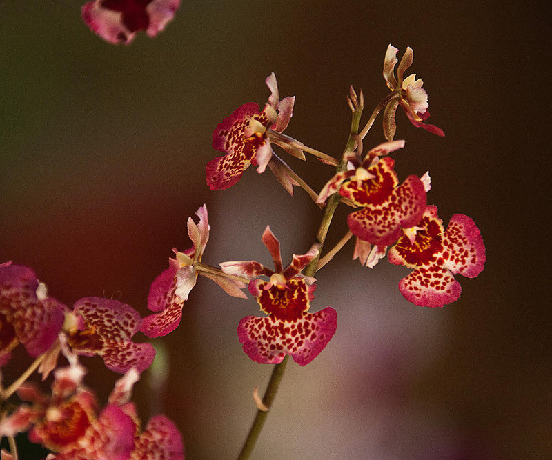 20120301 7392RAw [D~LIP] Orchidee, Bad Salzuflen: Orchideenschau