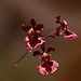 20120301 7391RAw [D~LIP] Orchidee, Bad Salzuflen: Orchideenschau