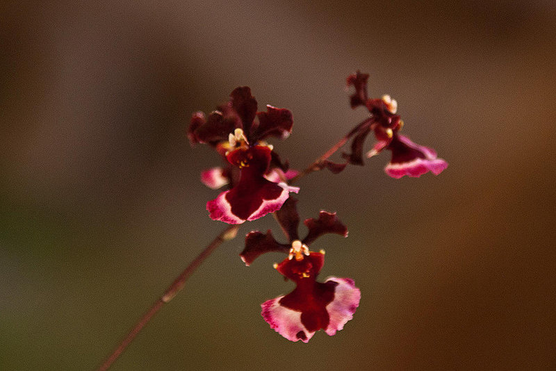 20120301 7391RAw [D~LIP] Orchidee, Bad Salzuflen: Orchideenschau