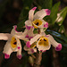 20120301 7388RAw [D~LIP] Orchidee, Bad Salzuflen: Orchideenschau
