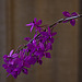 20120301 7386RAw [D~LIP] Orchidee, Bad Salzuflen: Orchideenschau
