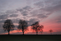 Sunset with trees