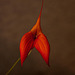 20120301 7385RAw [D~LIP] Orchidee, Bad Salzuflen
