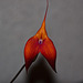 20120301 7384RAw [D~LIP] Orchidee, Bad Salzuflen: Orchideenschau