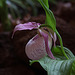 20120301 7381RAw [D~LIP] Orchidee, Bad Salzuflen: Orchideenschau