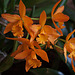 20120301 7380RAw [D~LIP] Orchidee, Bad Salzuflen: Orchideenschau