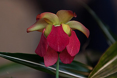 20120301 7378RAw [D~LIP] Orchidee, Bad Salzuflen