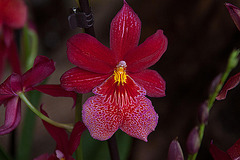 20120301 7370RAw [D~LIP] Orchidee, Bad Salzuflen