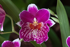 20120301 7369RAw [D~LIP] Orchidee, Bad Salzuflen