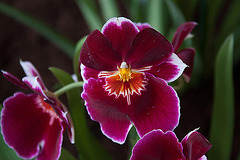 20120301 7368RAw [D~LIP] Orchidee, Bad Salzuflen