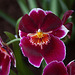 20120301 7368RAw [D~LIP] Orchidee, Bad Salzuflen