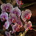 20120301 7366RAw [D~LIP] Orchidee, Bad Salzuflen