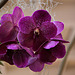 20120301 7365RAw [D~LIP] Orchidee, Bad Salzuflen