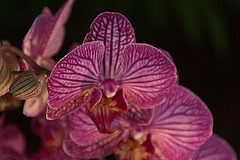 20120301 7364RAw [D~LIP] Orchidee, Bad Salzuflen
