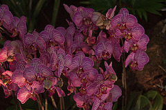 20120301 7363RAw [D~LIP] Orchidee, Bad Salzuflen