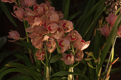20120301 7362RAw [D~LIP] Orchidee, Bad Salzuflen