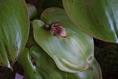 20120301 7361RAw [D~LIP] Orchidee, Bad Salzuflen