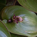20120301 7360RAw [D~LIP] Orchidee, Bad Salzuflen