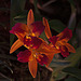 20120301 7359RAw [D~LIP] Orchidee, Bad Salzuflen