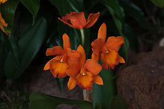20120301 7358RAw [D~LIP] Orchidee, Bad Salzuflen