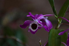 20120301 7357RAw [D~LIP] Orchidee, Bad Salzuflen
