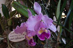 20120301 7355RAw [D~LIP] Orchidee, Bad Salzuflen
