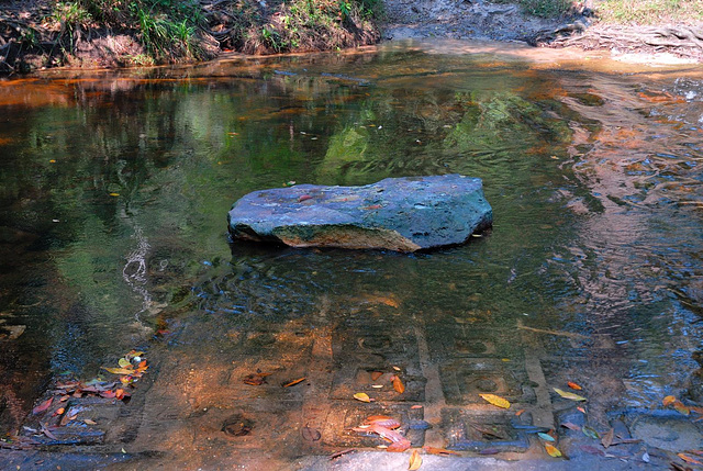 Lingas in the river