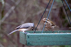 Tufted Titmouse and Purple Finch