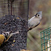 Goldfinch and Tufted Titmouse