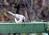 Tufted Titmouse on Icy Feeder