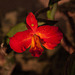 20120301 7353RAw [D~LIP] Orchidee, Bad Salzuflen