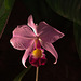 20120301 7352RAw [D~LIP] Orchidee, Bad Salzuflen