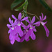 20120301 7351RAw [D~LIP] Orchidee, Bad Salzuflen
