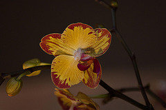 20120301 7349RAw [D~LIP] Orchidee, Bad Salzuflen