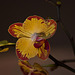 20120301 7349RAw [D~LIP] Orchidee, Bad Salzuflen