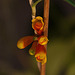 20120301 7348RAw [D~LIP] Orchidee, Bad Salzuflen