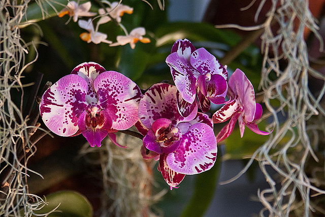 20120301 7346RAw [D~LIP] Orchidee, Bad Salzuflen