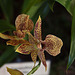 20120301 7345RAw [D~LIP] Orchidee, Bad Salzuflen