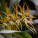 20120301 7342RAw [D~LIP] Orchidee, Bad Salzuflen