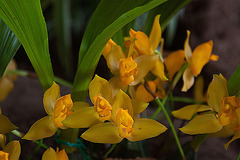 20120301 7341RAw [D~LIP] Orchidee, Bad Salzuflen
