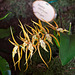 20120301 7340RAw [D~LIP] Orchidee, Bad Salzuflen
