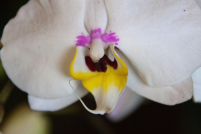 20120301 7339RAw [D~LIP] Orchidee, Bad Salzuflen