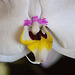 20120301 7339RAw [D~LIP] Orchidee, Bad Salzuflen