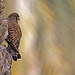 Cernicalo vulgar (falco tinnunculus canariensis)