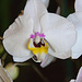 20120301 7338RAw [D~LIP] Orchidee, Bad Salzuflen