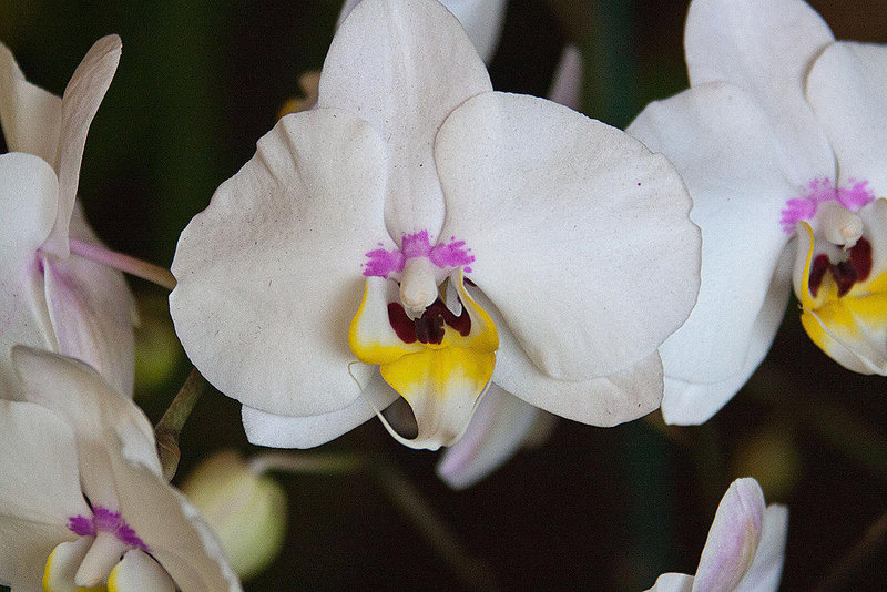20120301 7338RAw [D~LIP] Orchidee, Bad Salzuflen